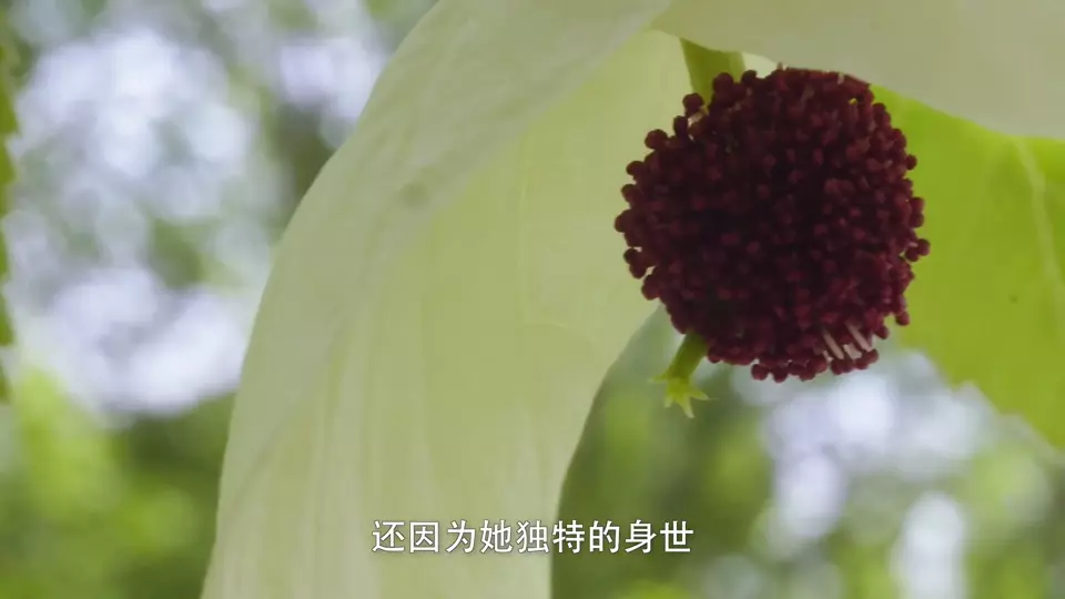 4、影响世界的中国植物 (2019) - 小本本-- 给你所需要的内容